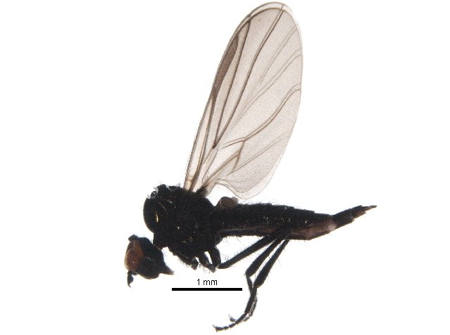 CBG_UofG's tweet photo. BIO Daily Image: Hybotid dance fly (Bicellaria sp.) from Arrowview Elementary, BC @Mrs_Hung https://t.co/2NszPXwHFn https://t.co/AUNqRWCgse