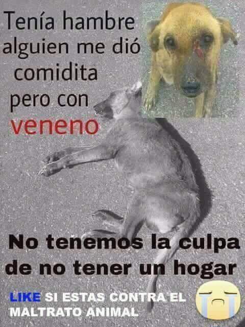 Amor X los animales♥ tweet media