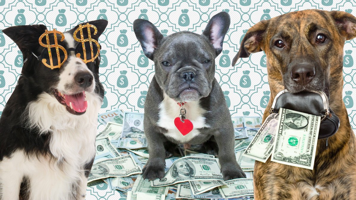 FusionMoney's tweet photo. Can you really afford that doggie in the window? A guide to pet costs https://t.co/YDpMpsbInc by @srussellkraft https://t.co/eY8ULrMiwd