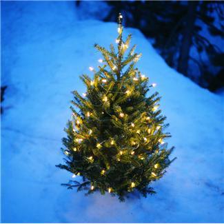 GOD JUL OCH GOTT NYTT ÅR! sachsbloggen.wordpress.com/2015/12/22/god…