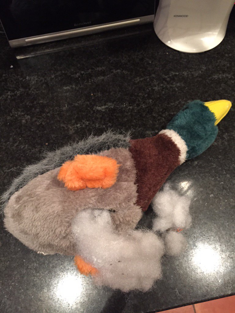 leeweebrown's tweet photo. @sainsburys bought this dog toy for my puppy and within 5mins she had opened it up and chocked on the stuffing! #bad https://t.co/uhXYAjuuuN