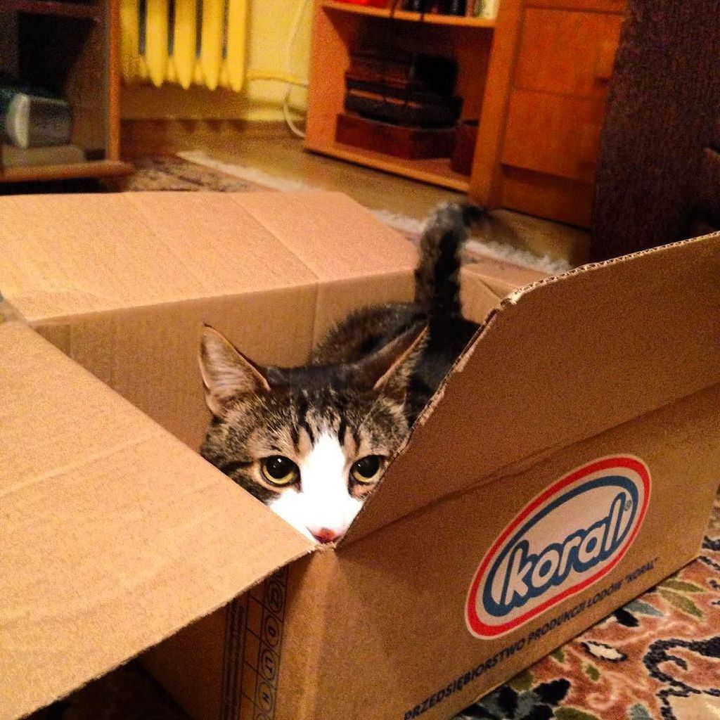 Chatchatcatcat's tweet image. #wiktor #koral #lody #box #instacat #cats #victor #cat by ninolindaa