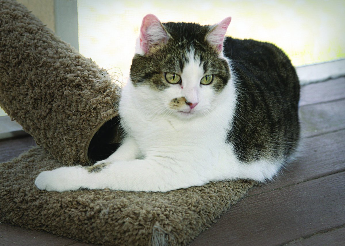 Happy 14 Birthday to CC, the world's first cloned cat! She was born at Texas A&amp;M in 2001. #TAMU
