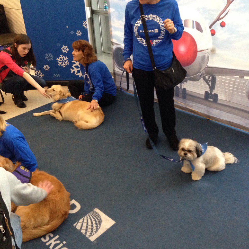 DrRichBesser's tweet photo. At airport service dogs are reducing our stress. Thx @united! #UnitedPaws. Every retweet earns $1 to animal shelter https://t.co/T4WrX7Va2X