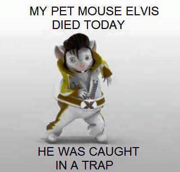 My pet mouse Elvis died today  CW22hnAWwAAIAbt