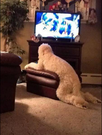 CauseWereGuys's tweet photo. I would make that thing pay rent, that ain't no damn dog https://t.co/cHt1YIh52y