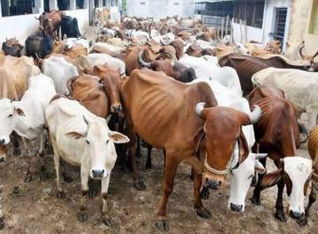 timesofindia's tweet photo. Declare cow ‘mother of the nation': Shiv Sena MP https://t.co/ESgzdB7Oft https://t.co/r9jxCQ6LRN