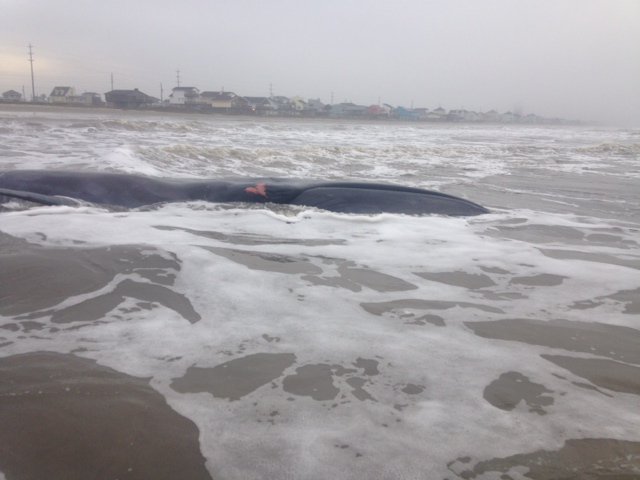 NOAAFisheriesSE's tweet photo. Live whale stranded off Galveston Beach, TX - crew on scene - photo: TX marine mammal stranding network https://t.co/QaRJm8AZlV