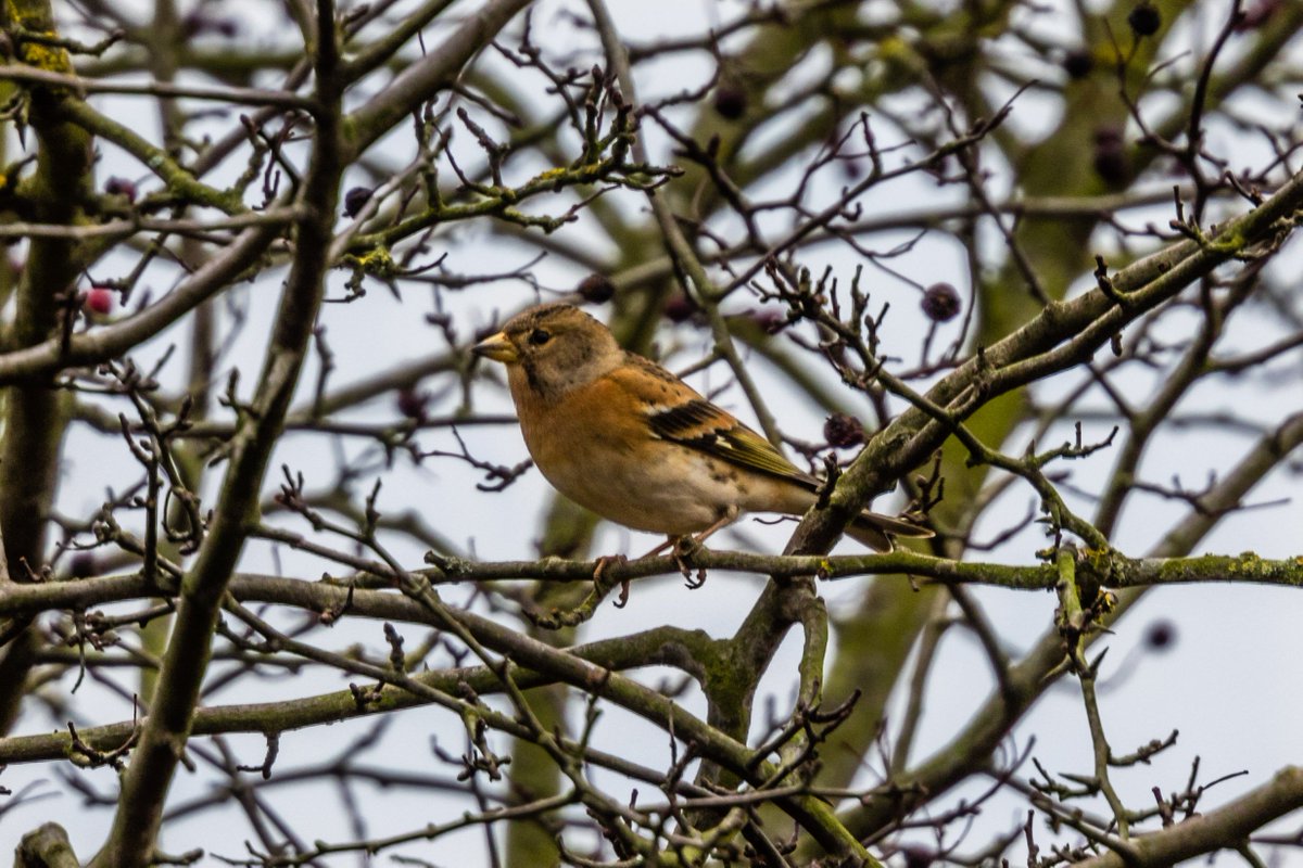 488IanB's tweet photo. circa 20 brambling, 40 redpoll -  Budby corn stubble field, hedge on south side - @NottsBirders. https://t.co/KEosnSXQq9