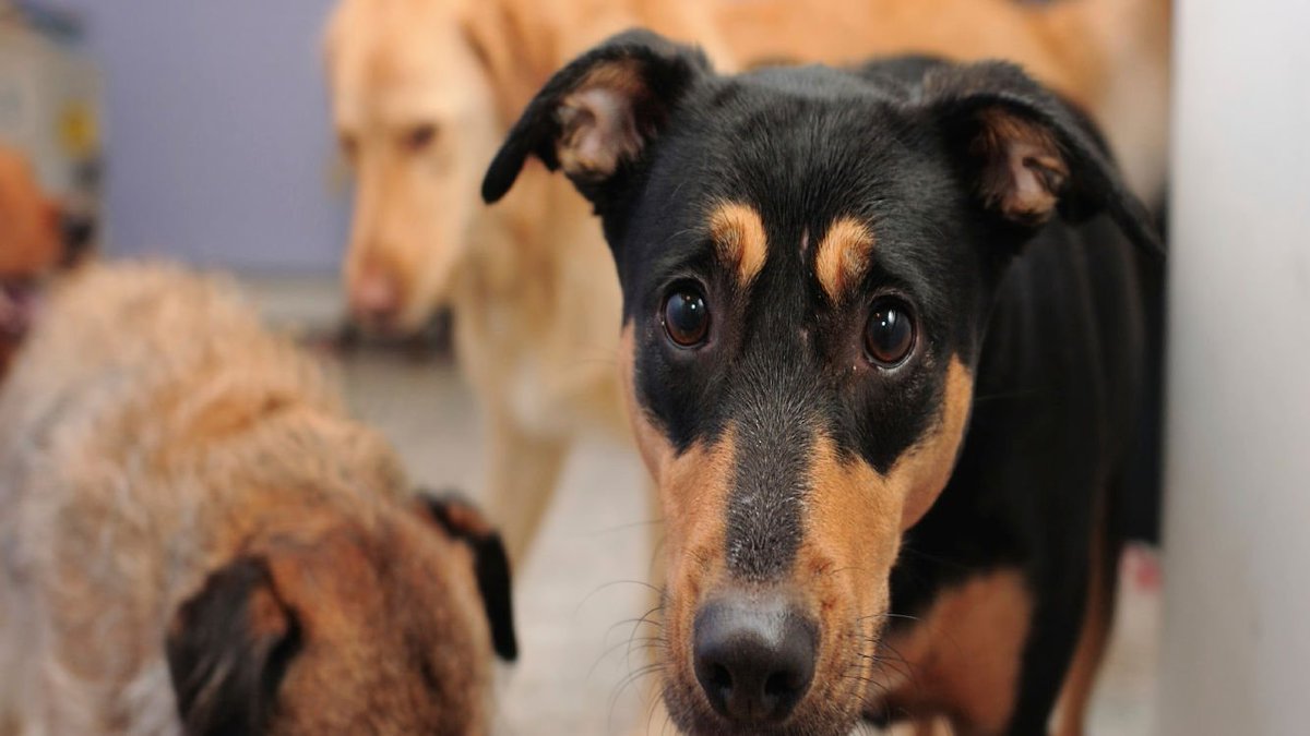 kekoolit's tweet photo. Proteggere gli #Animali dai Botti di #Capodanno
https://t.co/mKk5dQGhbn https://t.co/H5CQSLzVI0