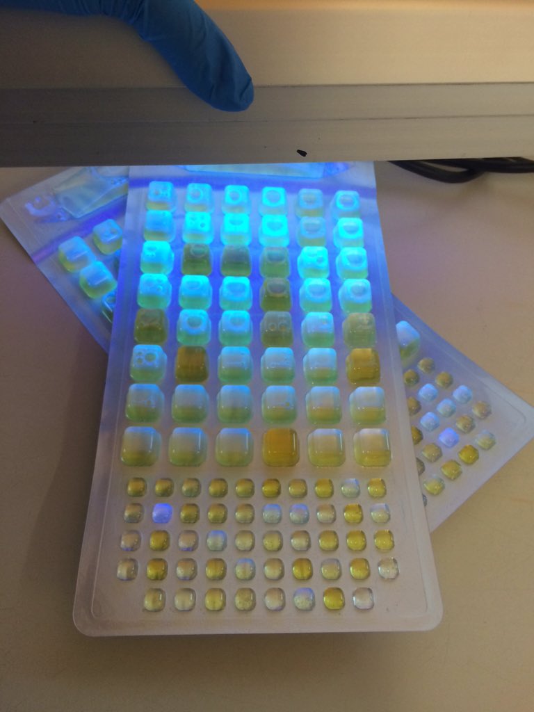 trimtrom's tweet image. @trimtrom E. coli #LabLT #LabLiveTweet #LiveTweet