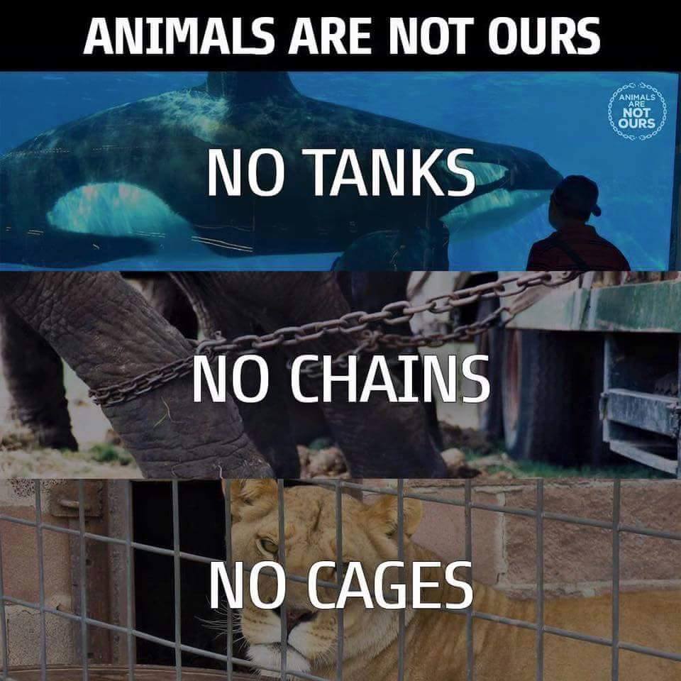 BarbaraASomers's tweet image. #Animals are not ours!!
#blackfish #taiji #elephants #lions #tigers #seasheperd #Japan #OpSeaWorld #Africa #Rhinos