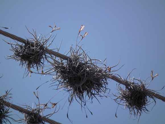 Youth4Agri's tweet image. Can anyone recognise this plant? Follow @youth4agri on twitter and instagram for all the health benefits it has...
