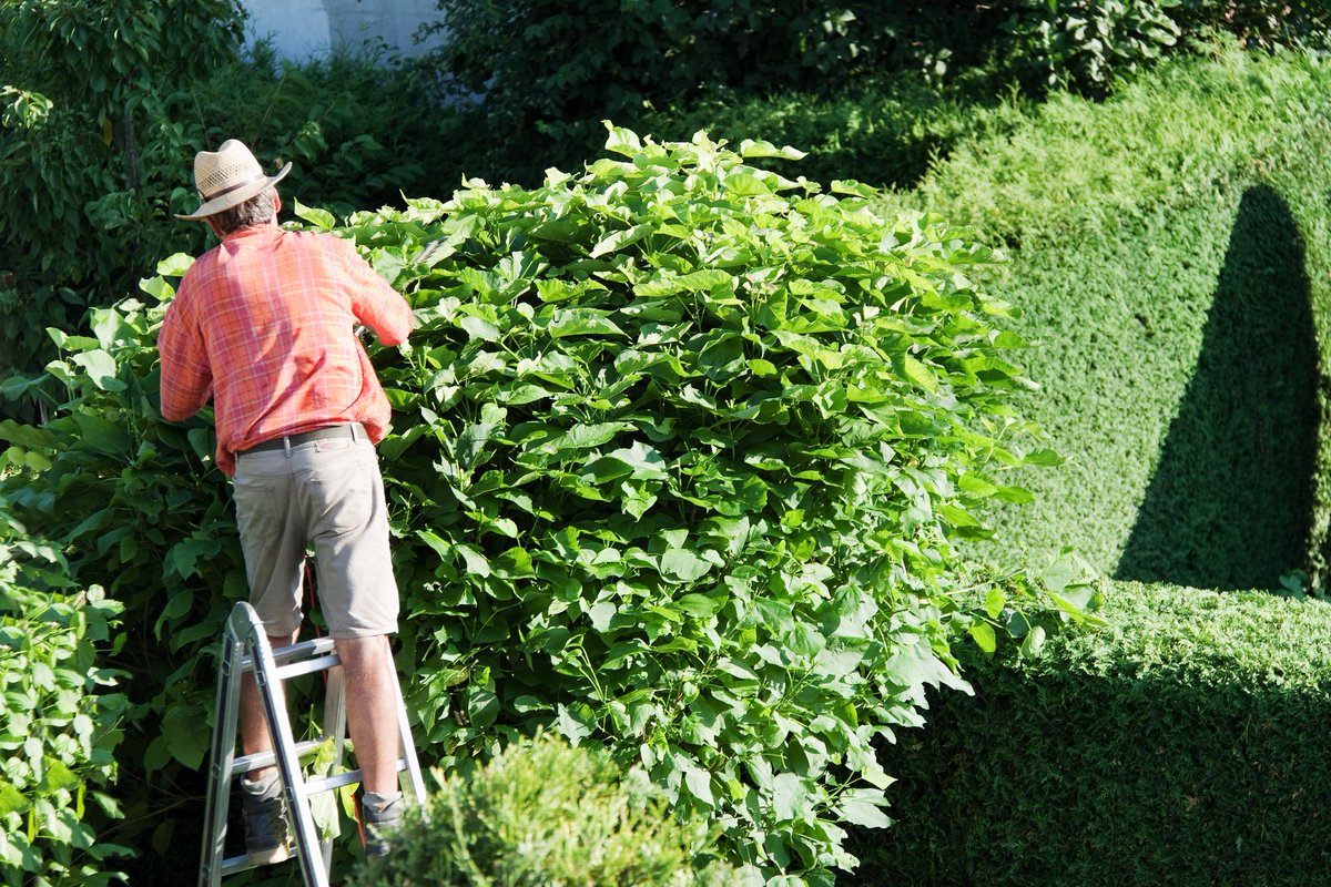 Using Hedges as Fencing for Your Property signaturelandscaping.ca/using-hedges-f…

#LandscapingDesignOakville