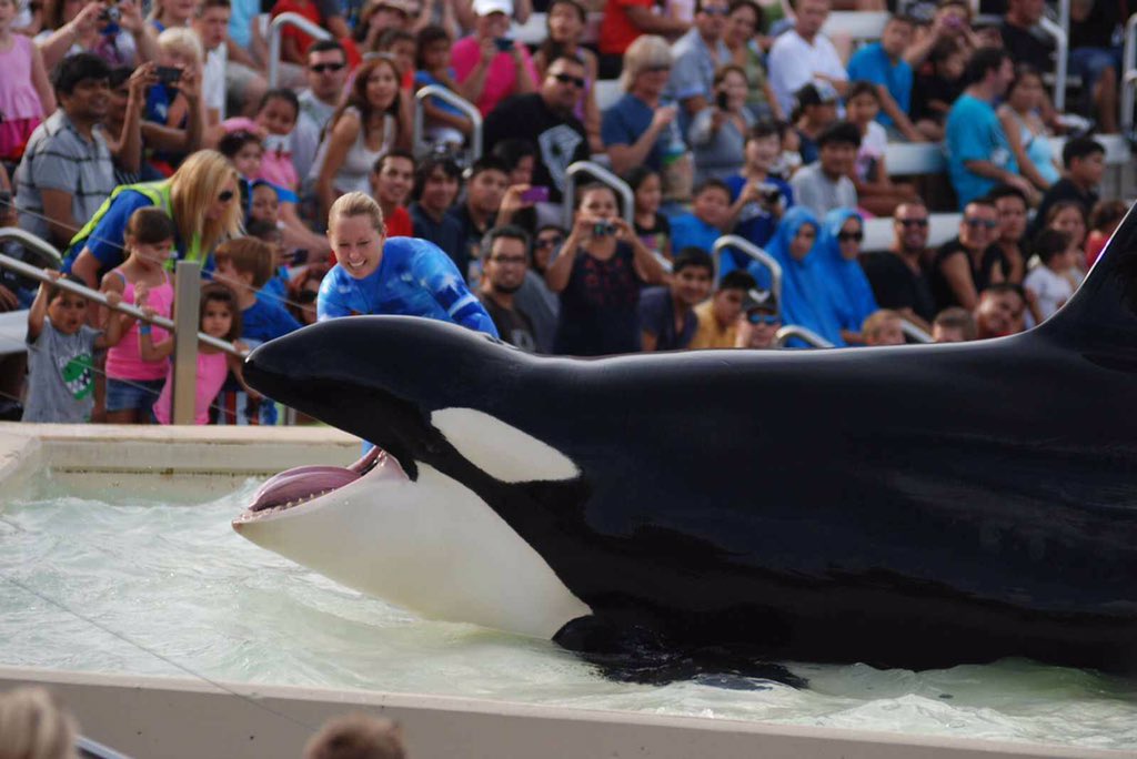 marcthevet's tweet photo. BREAKING: 'Another Death at @SeaWorld Shows a Tank is No Place for an Orca' More: https://t.co/CSSbbWSQ0W #Blackfish https://t.co/CSNqsdkGsY