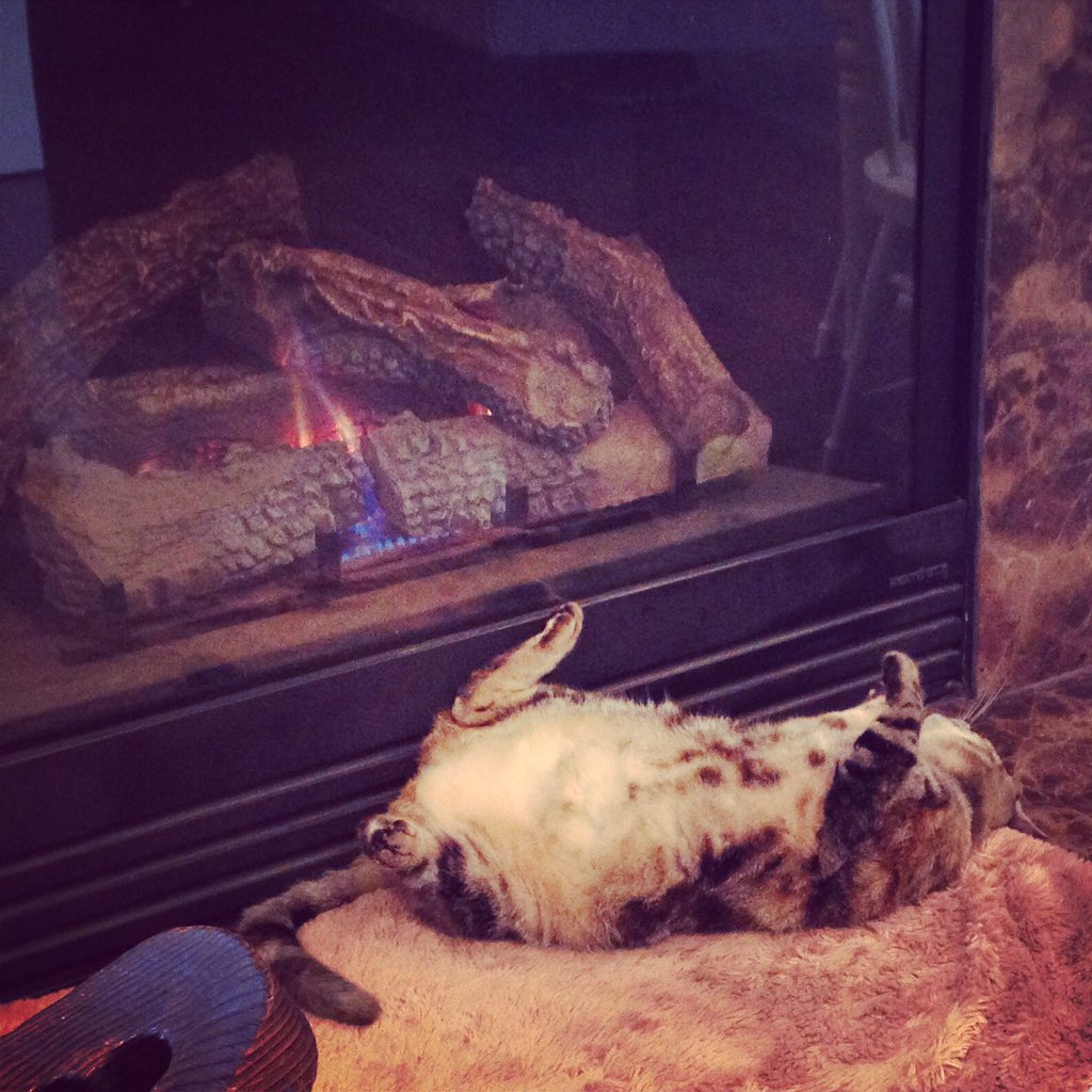 PurinaCatChow's tweet photo. It's the #FirstDayOfWinter and you know what that means for cats everywhere: https://t.co/3PG8yzLgXx