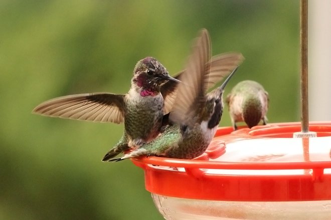 Wild Birds Unlimited On Twitter Does This Hummingbird Have Its