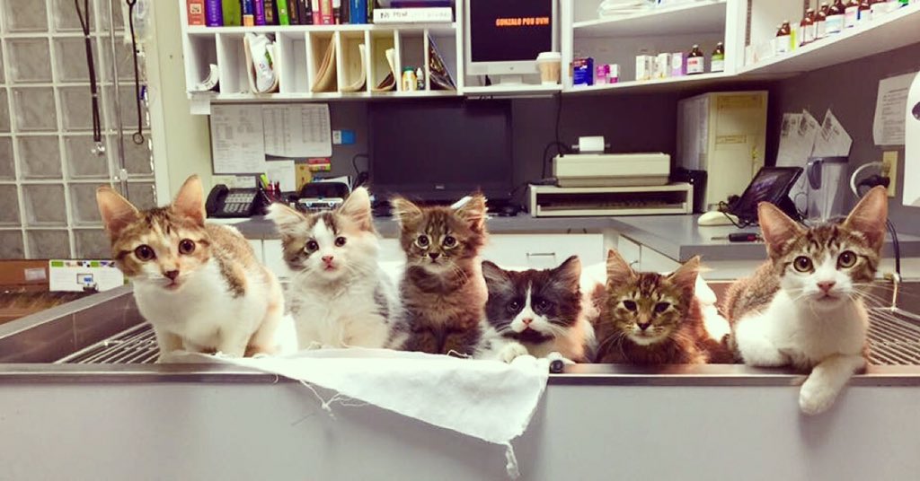 PouVetGroup's tweet image. Give us a call 305-598-1425