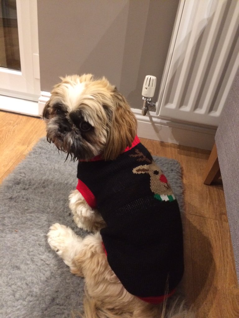 beckyhughes1977's tweet photo. @NBSemployees Hugo in his jumper #KnittedAdBreak https://t.co/SVhlHry328