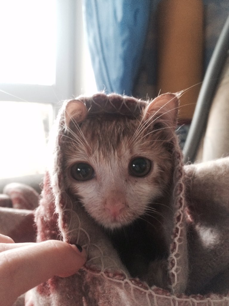 butpowerpuff's tweet photo. вырастили, вылечили, можно помирать спокойно, глядя на его самодовольство https://t.co/YCP5k38F7G