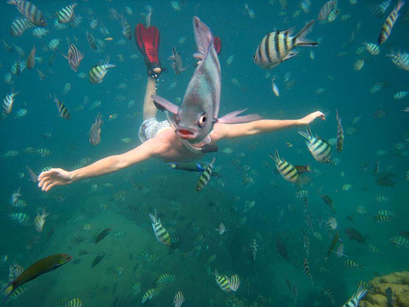 PerfectInPhotos's tweet photo. Fish photobomb https://t.co/tKrdD23lE8