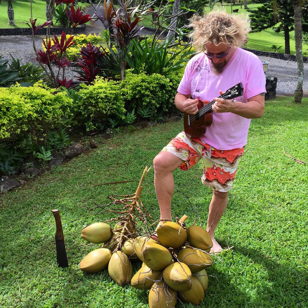 sammyhagar's tweet photo. This morning's Maui bounty #islandistyle #SammysBeachBarRum #maui #machete #coconuts #ukelele #arewehavinganyfunyet https://t.co/ExtA9syNeq