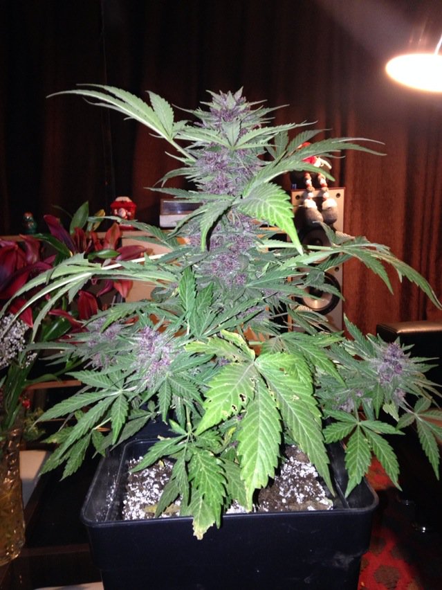 Humo_Ideas's tweet photo. Harvested in 75 days! #autopurple #pyramidseeds #autoflowering #weed #420 https://t.co/ycjuA2Bt5s