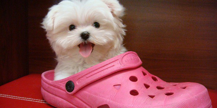 iRazasdePerros's tweet photo. Raza: Bichon Maltés
Origen: Malta
Peso: 2 y 4 Kg
Tamaño: Pequeño
Carácter: Vivaz Juguetón Acomodadizo Gentil Dócil https://t.co/ZU1FH7wJn9