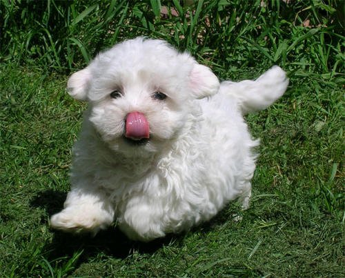 iRazasdePerros's tweet photo. Raza: Bichon Maltés
Origen: Malta
Peso: 2 y 4 Kg
Tamaño: Pequeño
Carácter: Vivaz Juguetón Acomodadizo Gentil Dócil https://t.co/ZU1FH7wJn9