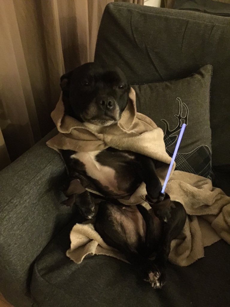 mollydogwindow1's tweet photo. Dad mentioned seeing Star Wars again. I got my self ready only to hear the door shut #dog #StarWarsTheForceAwakens https://t.co/Z5TAGqvugC