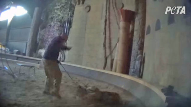 CBCAlerts's tweet photo. #Ontario zookeeper under investigation for allegedly whipping Siberian tiger: https://t.co/RfyJ7M46i0 https://t.co/Q7GhnOdoSu