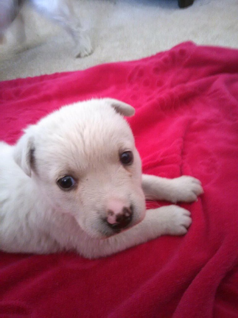 xoxogz's tweet photo. Meet Lucy the newest addition to the Zangari fam! She was saved from a Coyote today and we love her https://t.co/p05wbeEMlu