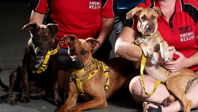 petstock dog collars