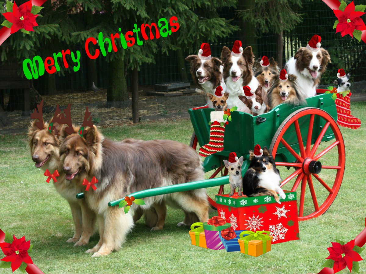 JulesAndMatisse's tweet photo. Jules, Matisse and Friends wishig you a lovely Christmas... https://t.co/s8dwN3pyiq