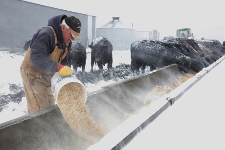 ilcorn's tweet photo. CHRISTMAS ON A DAIRY FARM #CornCorpsBlog https://t.co/t8mZ6OxBci https://t.co/XEH2VI73VW