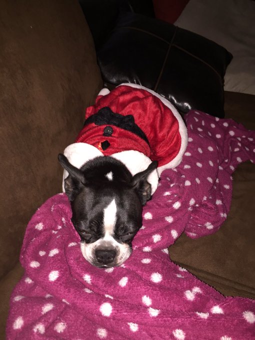 My baby is ready for xmas https://t.co/tl6Dm17o88