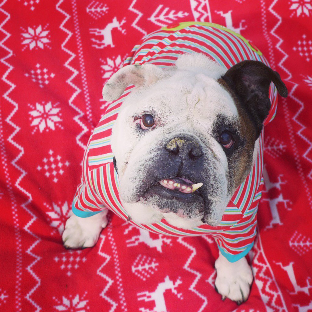  HAPPY BIRTHDAY&MERRY CHRISTMAS TO RON Ron_White avail.> SoCalBulldog samkalidi danacarvey BobNewhart Ja 