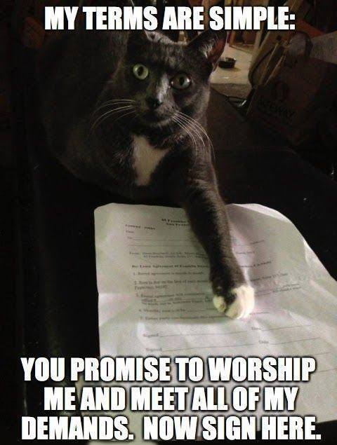 MiouwCat's tweet photo. Feline negotiation. 

#cats #lol #pets #animals https://t.co/aUr6b3Ii5q