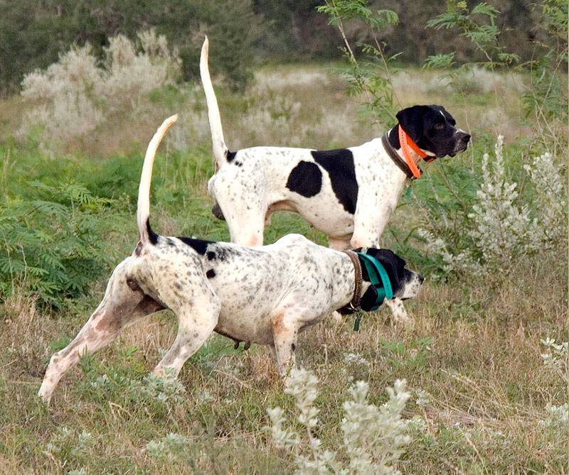 De_Caza's tweet photo. Pointer, veloz e incansable cazador https://t.co/adDb4dHe8q