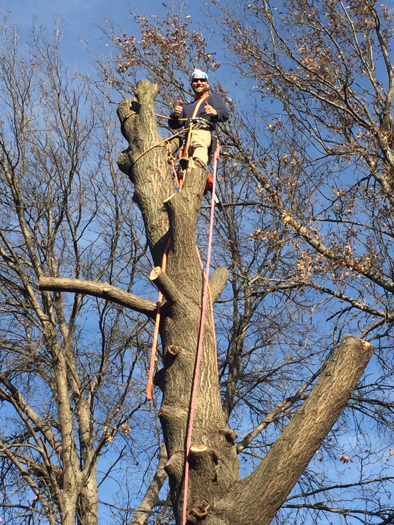 Four Seaons Tree (@vegetationplan) on Twitter photo 