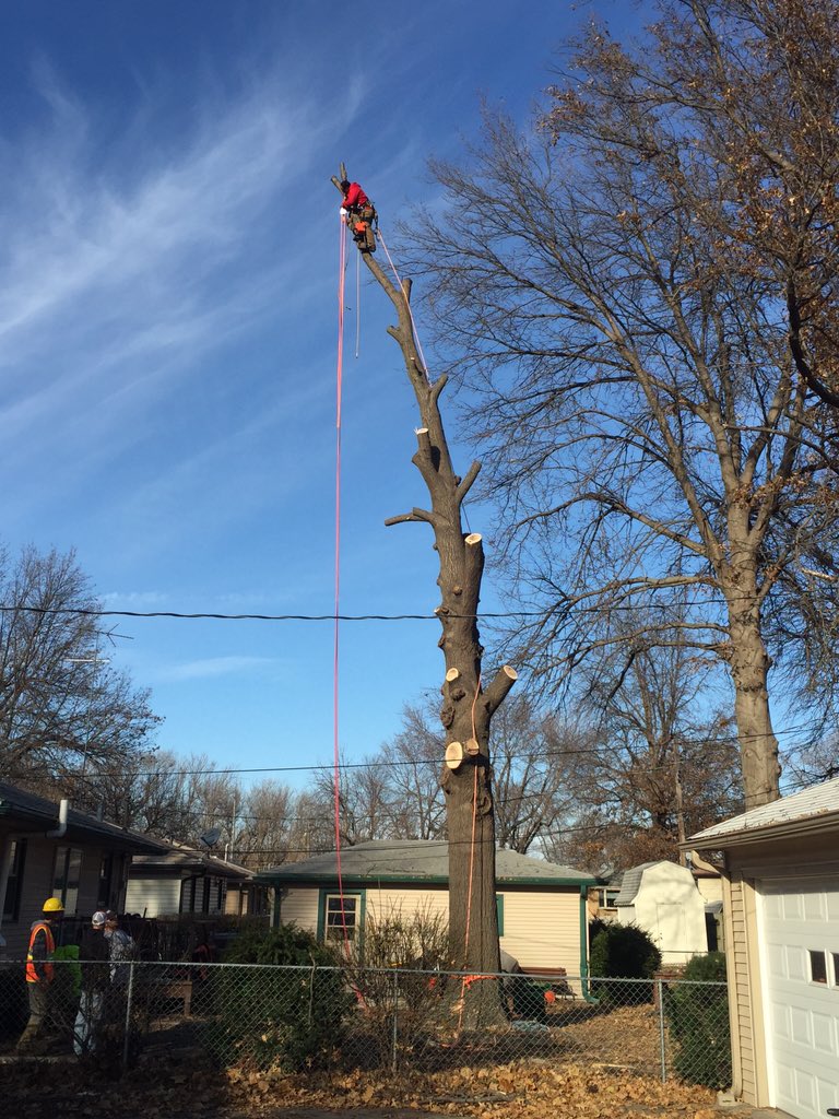 Four Seaons Tree (@vegetationplan) on Twitter photo 