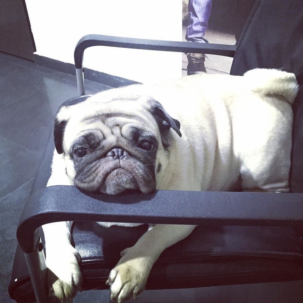 Puglee_Pug's tweet photo. #Dolcce #pug  #pugs #pugsofinstagram #puglife #puglove #pugstagram #puggle #pugsrequest #pugoftheday #pugpuppy #pug… https://t.co/ViRhSvu83Y