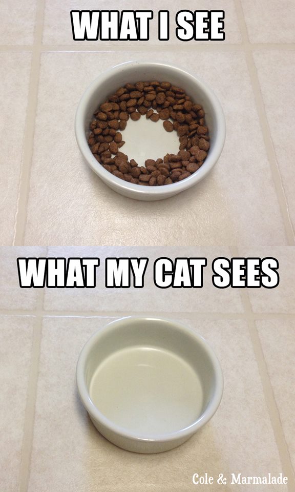 MiouwCat's tweet photo. Are the BIG cats the same?! :D https://t.co/5Ilf3UPJCw