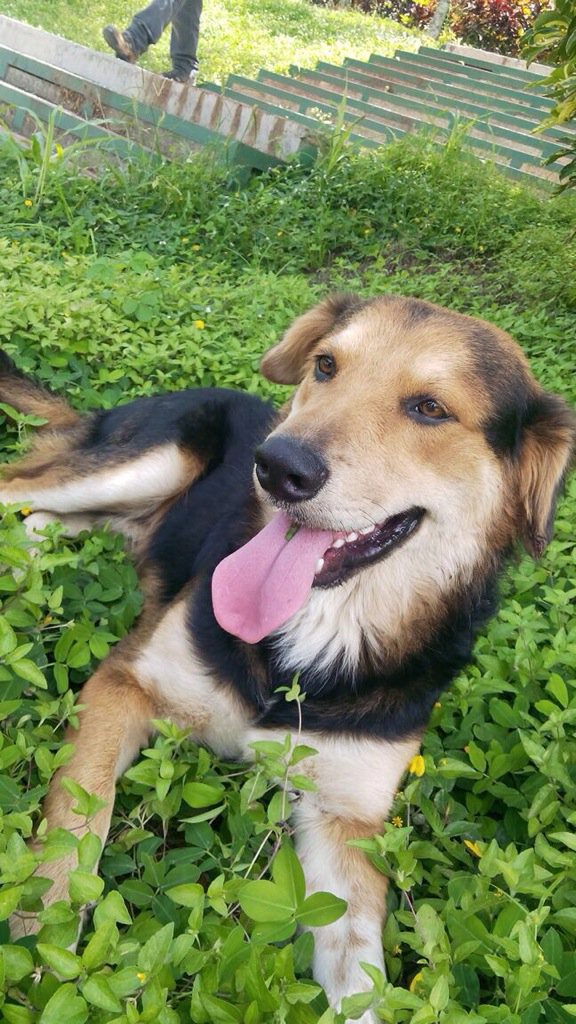 gacusb's tweet photo. El hermoso #MufasaUSB está en ADOPCIÓN!! Quieres que sea parte de tu familia? Escríbenos! #Caracas 04241955052 ❤️🐶 https://t.co/s5O3Tidr0e