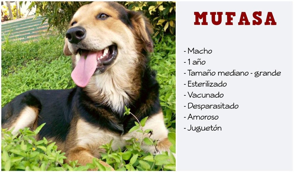 gacusb's tweet photo. El hermoso #MufasaUSB está en ADOPCIÓN!! Quieres que sea parte de tu familia? Escríbenos! #Caracas 04241955052 ❤️🐶 https://t.co/s5O3Tidr0e