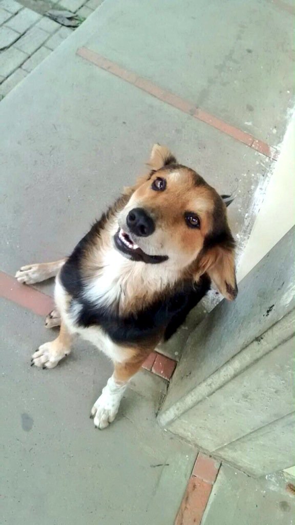gacusb's tweet photo. El hermoso #MufasaUSB está en ADOPCIÓN!! Quieres que sea parte de tu familia? Escríbenos! #Caracas 04241955052 ❤️🐶 https://t.co/s5O3Tidr0e