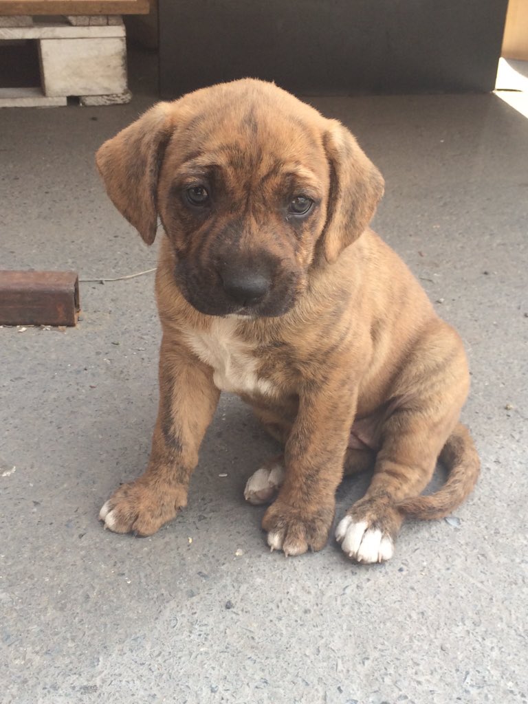 lamaspetiza's tweet photo. Sigo buscando hogar para perritas que nacieron en empresa no se pueden quedar x favor RT🙏 @carolinapinoc @bartorell https://t.co/WenBO3WIlW