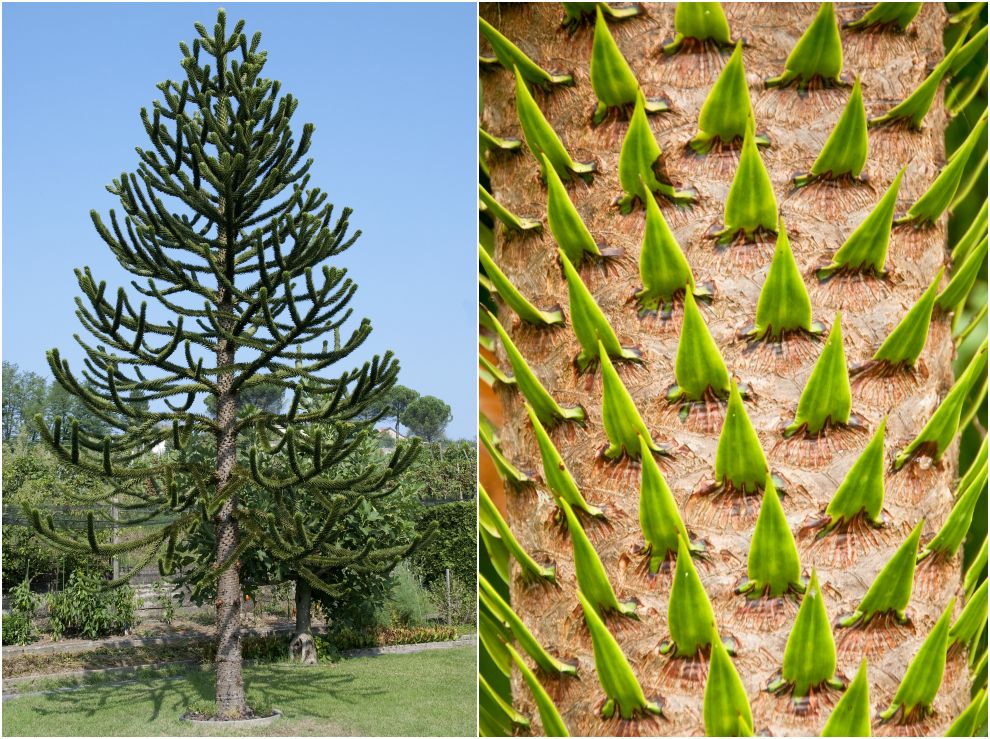 ゆきまさかずよし No Twitter c 絶滅危惧植物 モンキー パズル ツリー チリマツ T Co Xafwbavcgx 南米高地原産のナンヨウスギ 観葉植物として人気 鉢植えで見かけるけど英語名初めて知った サルが登ると迷路みたいな枝だから T Co