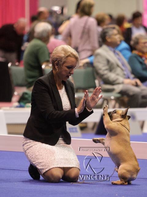 FrenchieWatson's tweet image. 