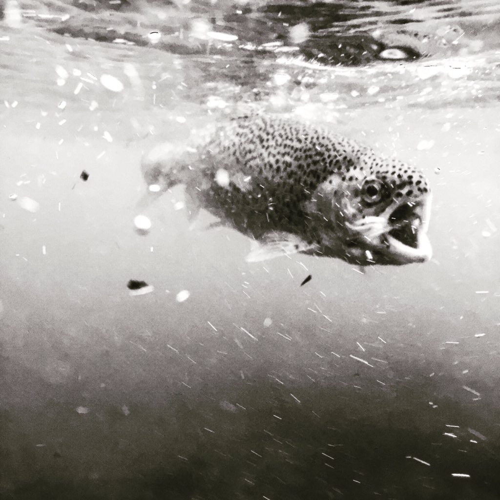 jameypricephoto's tweet photo. Found some lips to rip this morning. Great day on the water. #flyfishing #NCTrout #Rainbowtrout https://t.co/zRA910Qmju